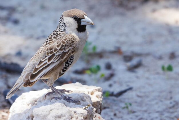 Sociable weaver in etosha a national park in namibia