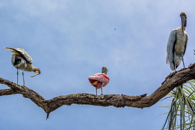 Social distancing - birds perching on a tree