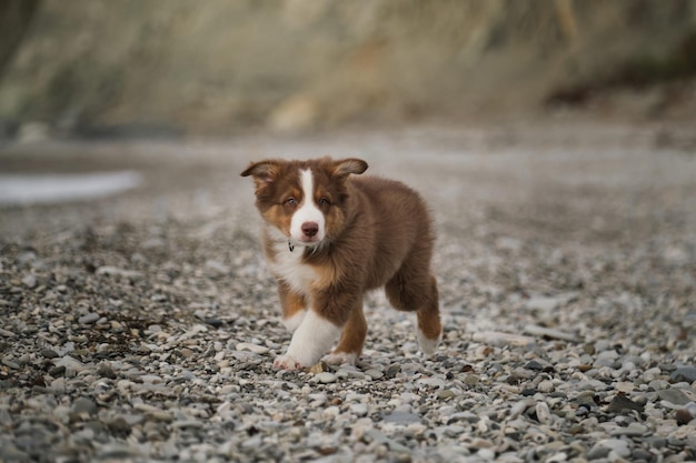 Socialization of puppy outside Australian Shepherd is red tricolor with cropped tail