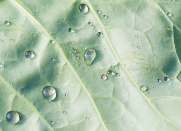 Soda plant, White cabbage leaf with dew drops.