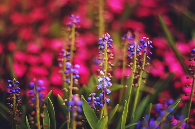 写真 柔らかくて昧な概念庭にく小さなピンクと青の花が近づいている