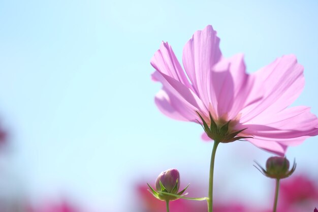 写真 青い空を背景にコスモスの花を柔らかくぼかします