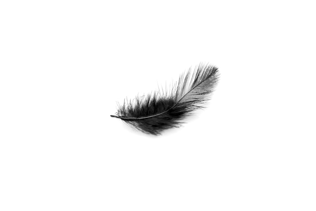 Soft black feather isolated on white background