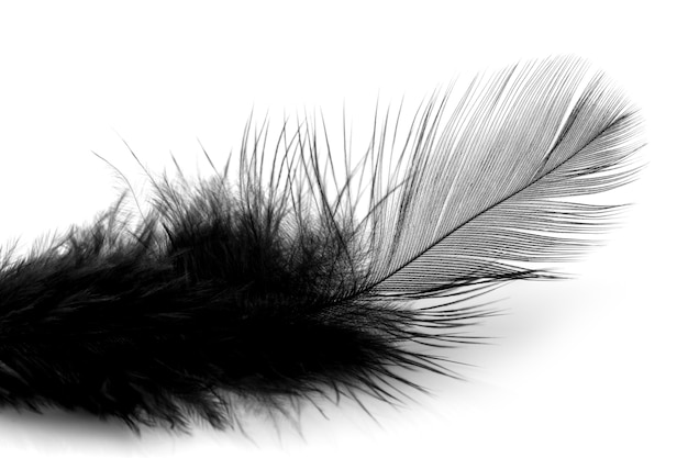 Photo soft black feather isolated on white background