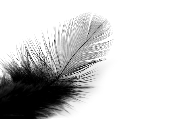 Photo soft black feather isolated on white background