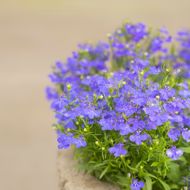 柔らかな青色のロベリアの花が咲きました２