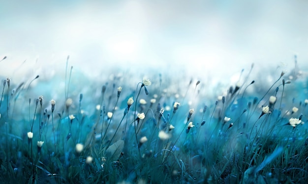 Soft blue nature floral background. Dandelion flowers on the summer meadow field. Copy space