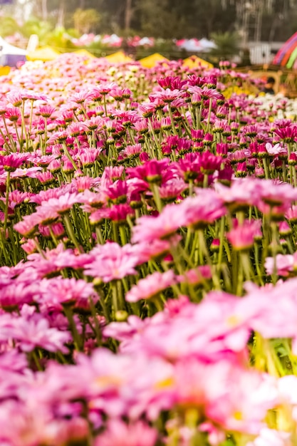 Soft blur of chrysanthemum flowers