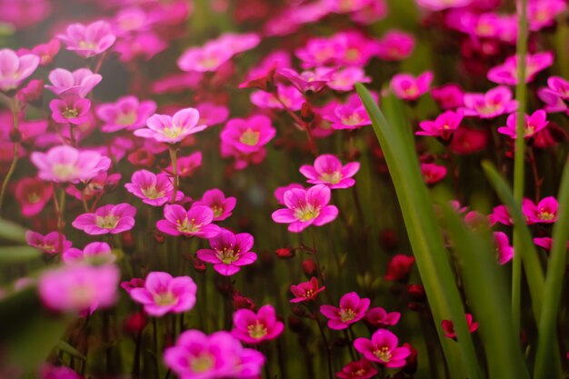 Photo soft and blur conceptionbeautiful pink and blue flowers small size blooming in the garden close up