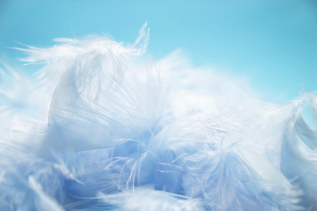 Photo soft and blur style selective focus pastel blue turquoise of chicken feathers on blue back