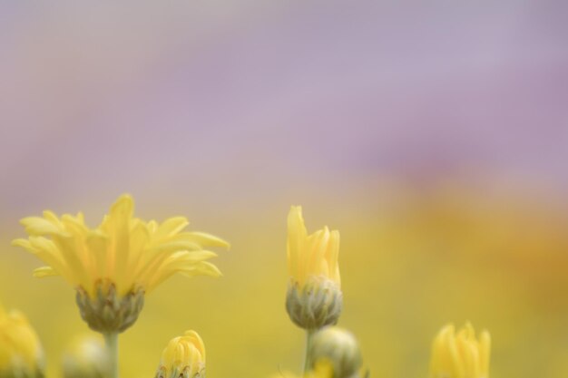 Soft blurry chrysanthemum yellow flower with with sunlight for background pastel color