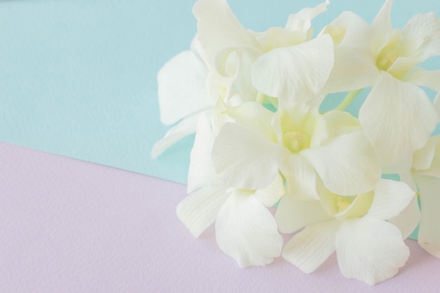 Soft and blurry focus on the sweet flowers with a pastel background.