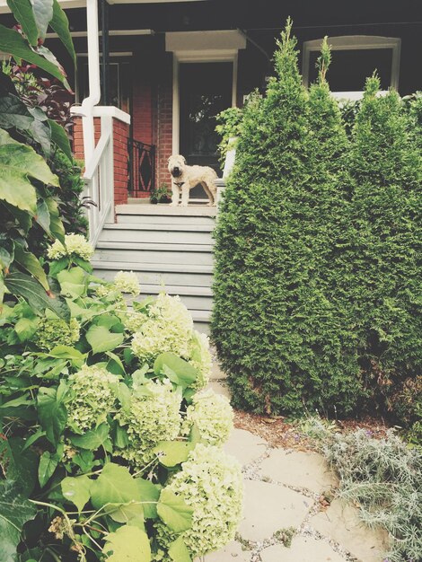 Soft coated wheaten terrier dog standing at stairway of house