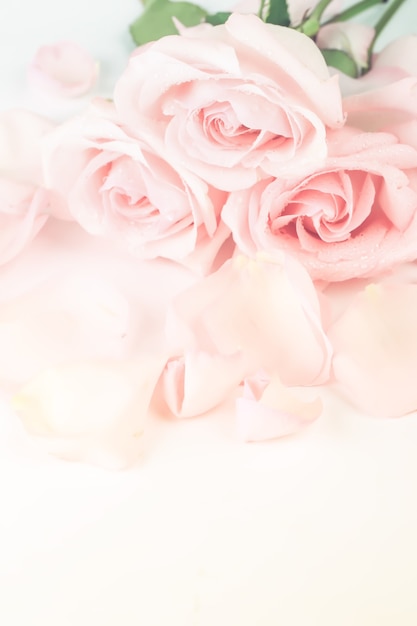 Soft cream rose background in retro style with soft blurred focus