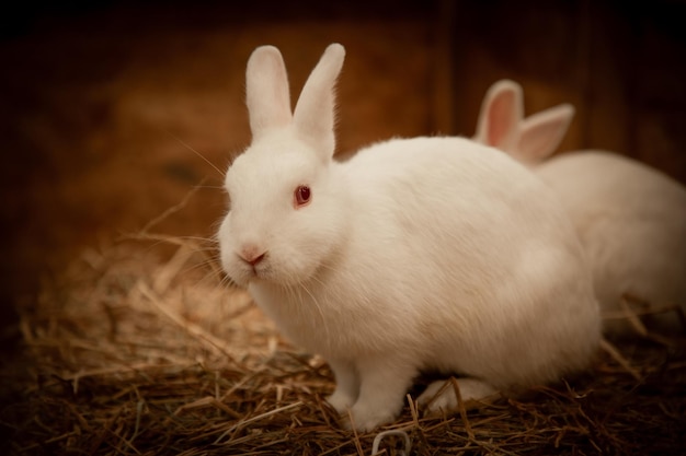 Foto morbido, carino, curioso ritratto di coniglio bianco.