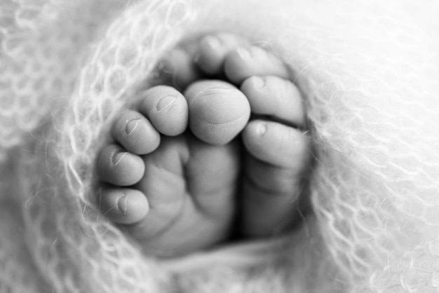 Piedi morbidi di un neonato in una coperta di lana primo piano delle dita dei piedi, talloni e piedi di un bambinoil piccolo piede di un neonato piedi coperti con sfondo isolato fotografia macro in studio in bianco e nero