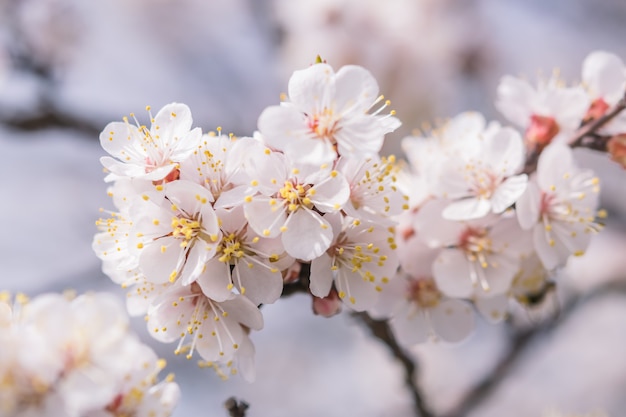 Soft floral background with fragrant cherry flowers