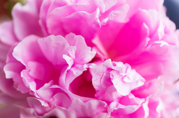 Soft floral pink. Macro blur flower. Pink peony