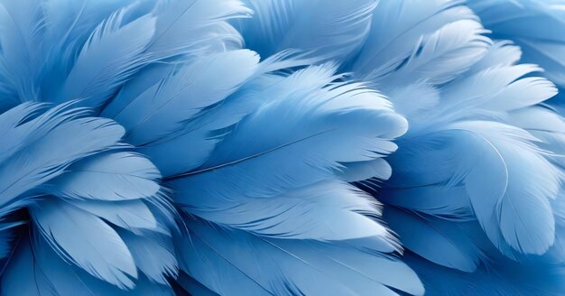 Photo soft fluffy blue feather