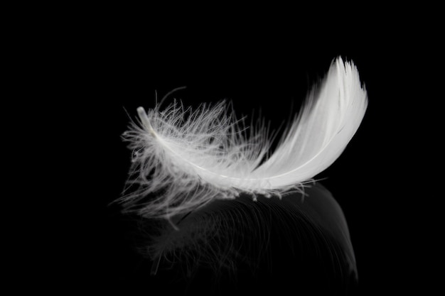 Soft Fluffy White Feather on Black Background