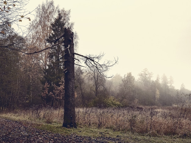 Фото Мягкий фокус. мистический осенний пейзаж со сломанной сосной. винтажная тонировка.