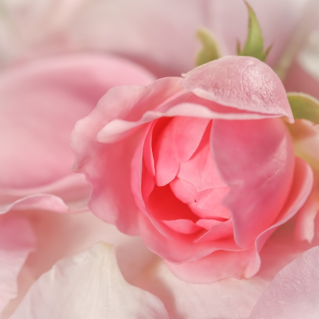 Soft focus abstract floral background bud of pink rose flower macro flowers backdrop for holiday