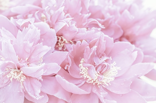 Photo soft focus abstract floral background pale pink peony flower petals