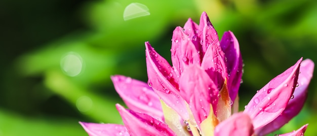 ソフトフォーカス抽象的な花の背景ピンクのシャクナゲの花のつぼみと露滴マクロ花