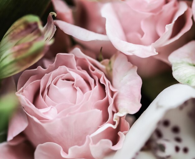 Фото Мягкий фокус абстрактный цветочный фон розовый цветок розы макро цветы фон для праздничного дизайна