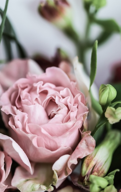 Soft focus abstract floral background pink rose flower macro flowers backdrop for holiday brand