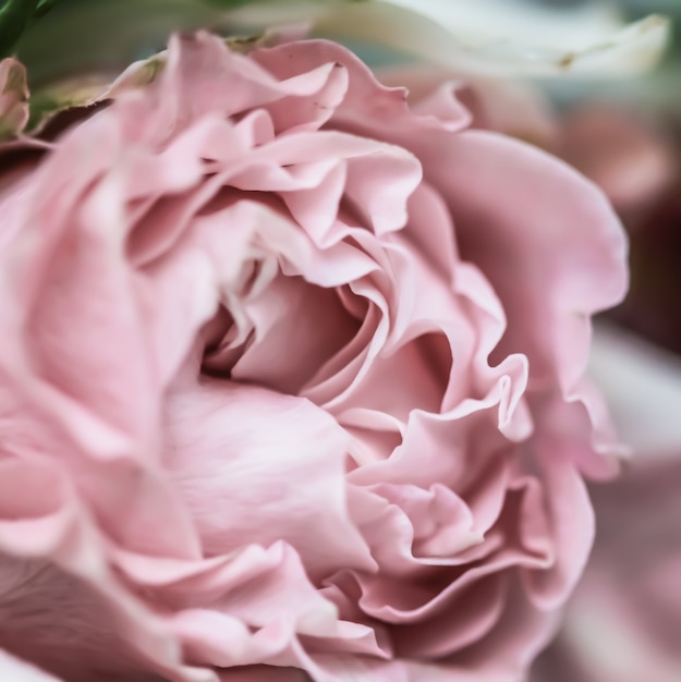 ホリデーブランドのソフトフォーカス抽象的な花の背景ピンクのバラの花マクロ花の背景