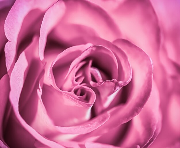 Soft focus abstract floral background pink rose flower macro flowers backdrop for holiday brand