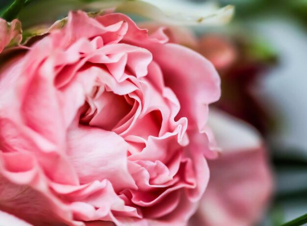 ソフトフォーカス抽象的な花の背景ピンクのバラの花ホリデーデザインのマクロ花の背景