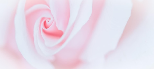 Soft focus abstract floral background pink rose flower Macro flowers backdrop for holiday design