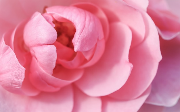 ソフトフォーカス抽象的な花の背景ピンクのバラの花びらマクロ花の背景休日