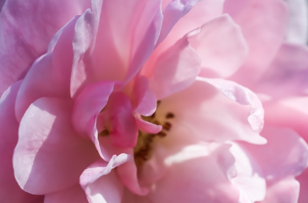 ソフトフォーカス抽象的な花の背景ピンクのバラの花びらマクロ花の背景休日