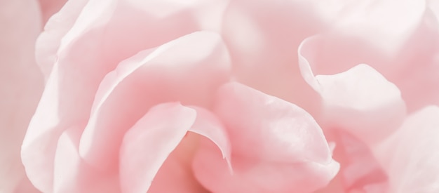 Soft focus abstract floral background pink rose flower petals macro flowers backdrop for holiday