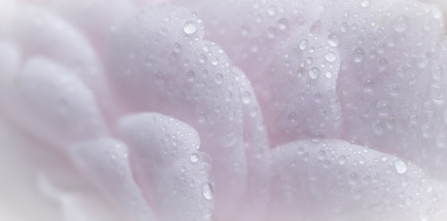 Soft focus abstract floral background pink rose flower petals with water drops macro flowers