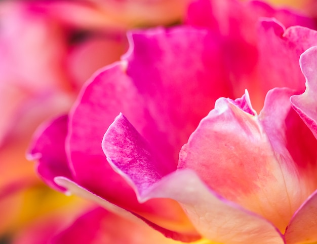 ソフトフォーカス抽象的な花の背景ピンク黄色のバラの花マクロ花の背景休日