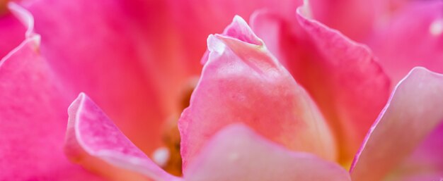 ソフトフォーカス抽象的な花の背景ピンク黄色のバラの花マクロ花の背景休日