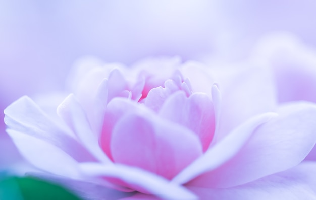 ソフトフォーカス抽象的な花の背景紫のバラの花マクロ花の背景ホリデーブランドの背景