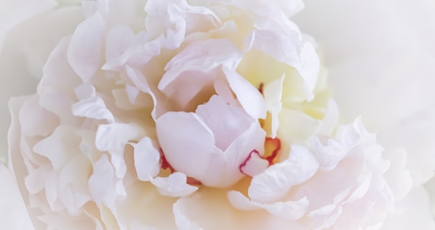 ソフトフォーカス抽象的な花の背景白い牡丹の花の花びらマクロ花の背景休日
