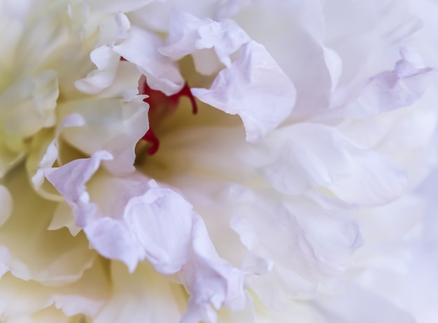 ソフトフォーカス抽象的な花の背景白い牡丹の花びらマクロ花の背景