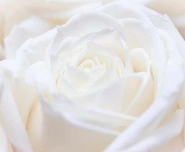 写真 ソフトフォーカス抽象的な花の背景白いバラの花マクロ花の背景ホリデーブランドの背景
