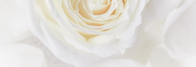 Soft focus abstract floral background white rose flower macro flowers backdrop for holiday design