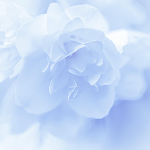 Soft focus abstract floral background White terry Jasmine flower petals Macro flowers backdrop