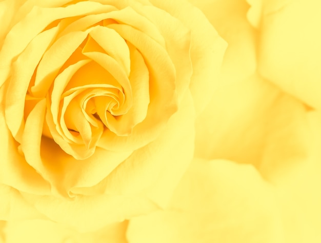 ホリデーブランドのソフトフォーカス抽象的な花の背景黄色のバラの花マクロ花の背景