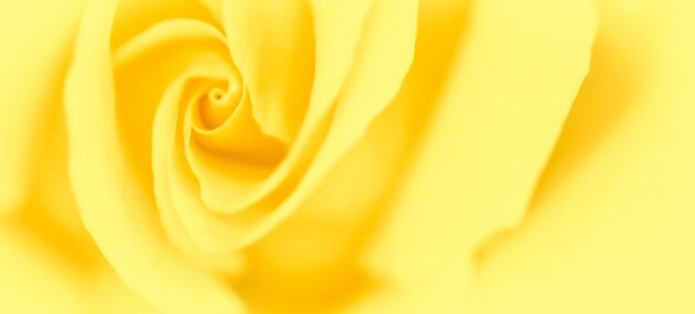 Soft focus abstract floral background yellow rose flower macro flowers backdrop for holiday brand