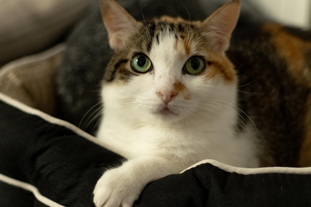 Soft focus of adorable cat with green eyes lying on on soft pad and looking at camera at home.