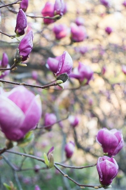 Soft focus afbeelding van bloeiende magnolia bloemen in het voorjaar.